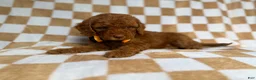 Cockapoo dogs for sale: Mathew  - Ad 8