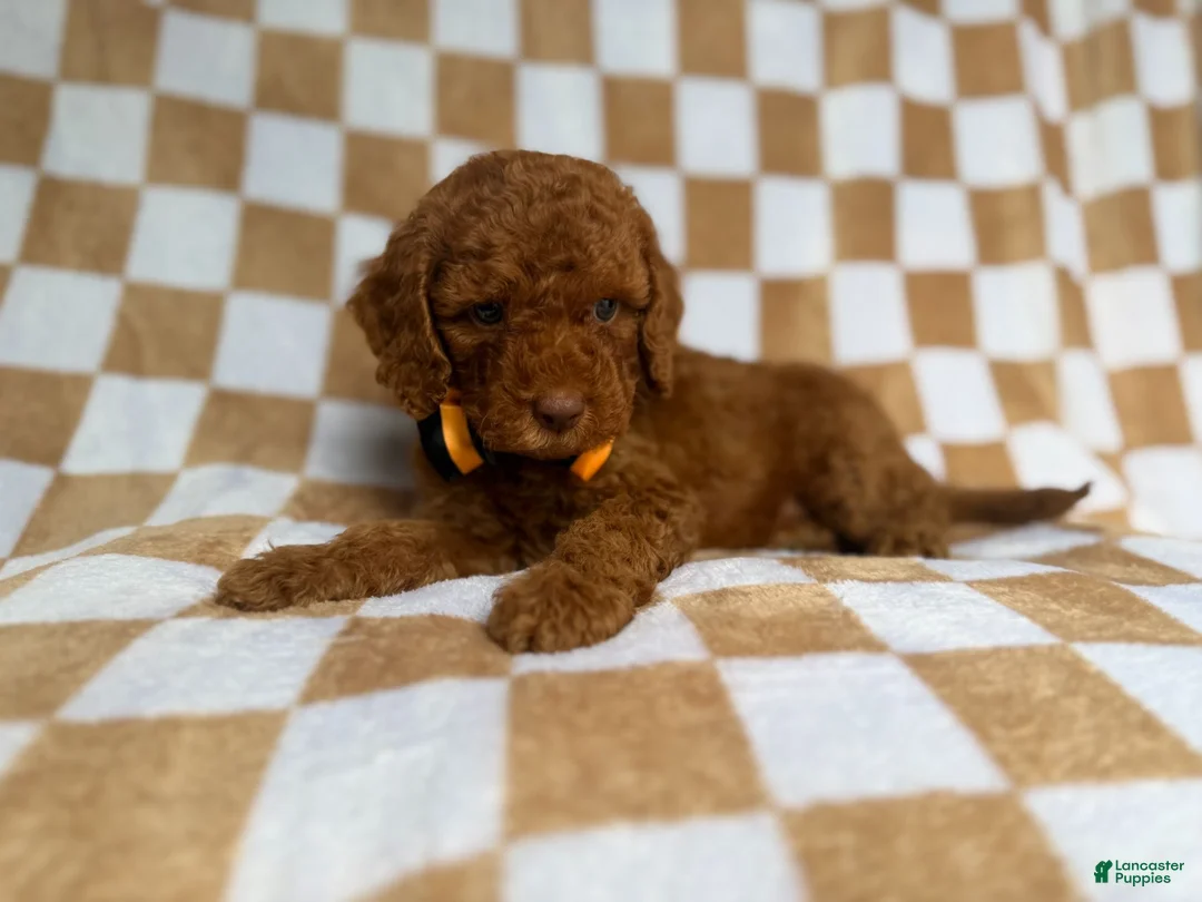 Cockapoo dogs for sale: Mathew  - Ad 8