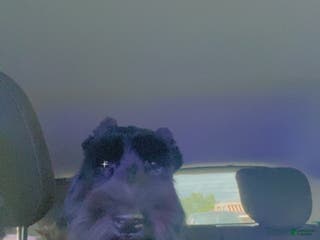 Giant Schnauzer dogs Giant Schnauzer Puppy 2 - Ad 10