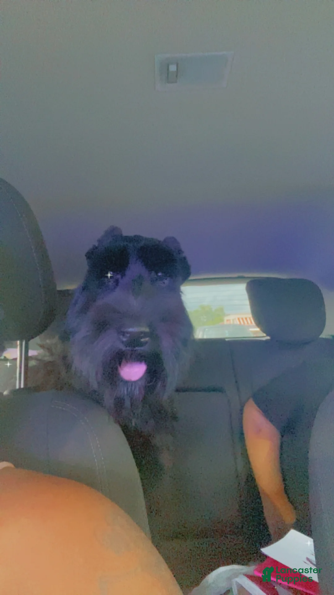 Giant Schnauzer dogs for sale: Giant Schnauzer Puppy 2 - Ad 1