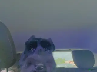 Giant Schnauzer dogs Giant Schnauzer Puppy 2 - Ad 10