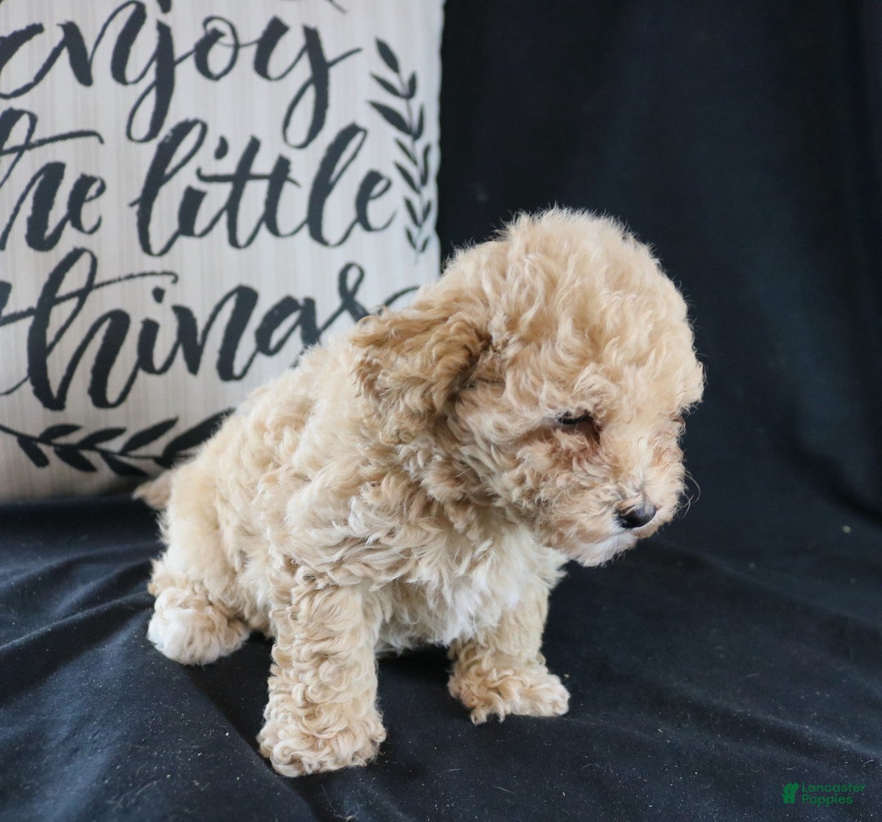 Bichpoo dogs for sale: Daisy  - Ad 2