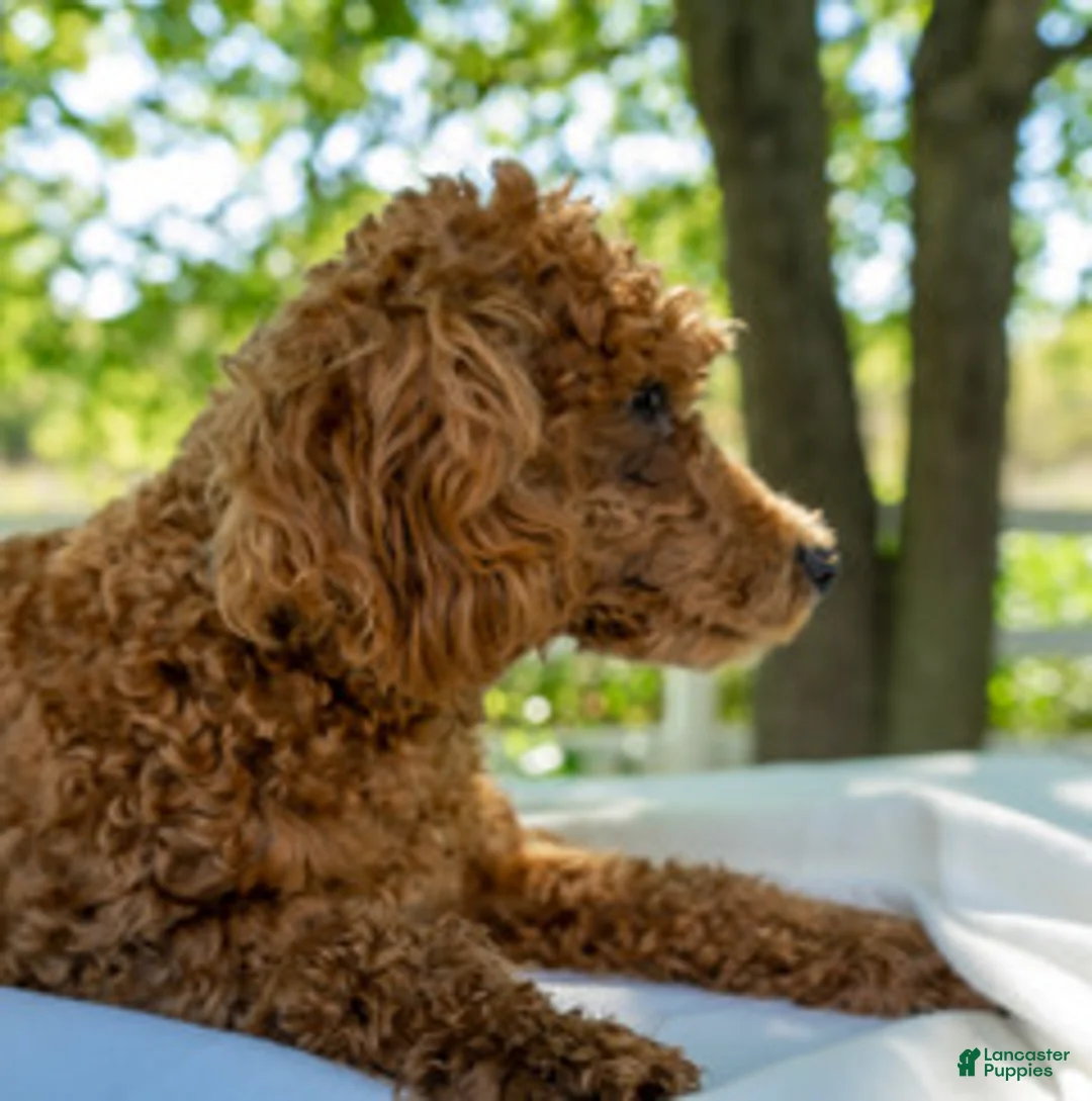 Cavapoo dogs for sale: Rosa - Ad 12