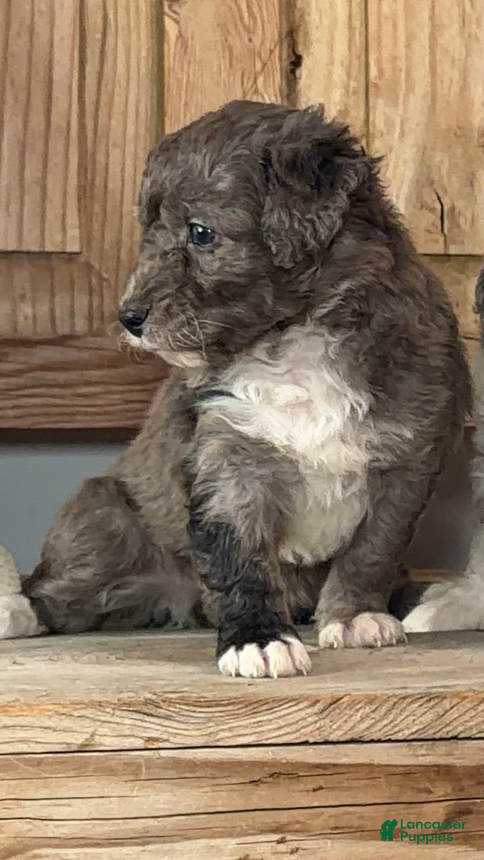 Bernedoodle dogs Emma-Jean, An Adventurous Blue Merle Girl - Ad 1