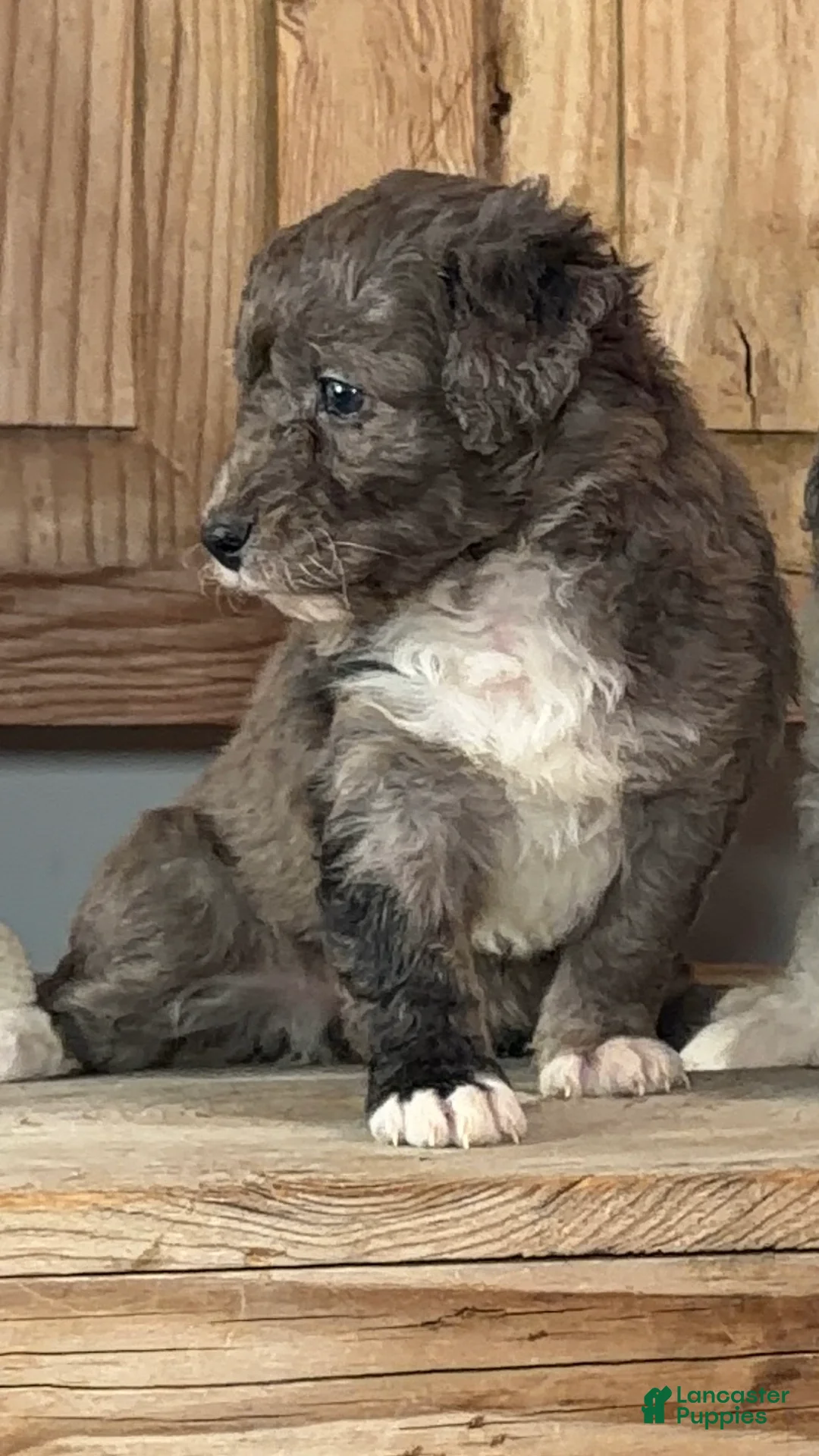Bernedoodle dogs for sale: Emma-Jean, An Adventurous Blue Merle Girl - Ad 1