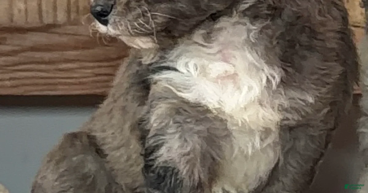 Mini blue merle Bernedoodle Puppies for sale | Lancaster Puppies