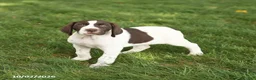 German Shorthaired Pointer dogs for sale: Sawyer - Ad 3