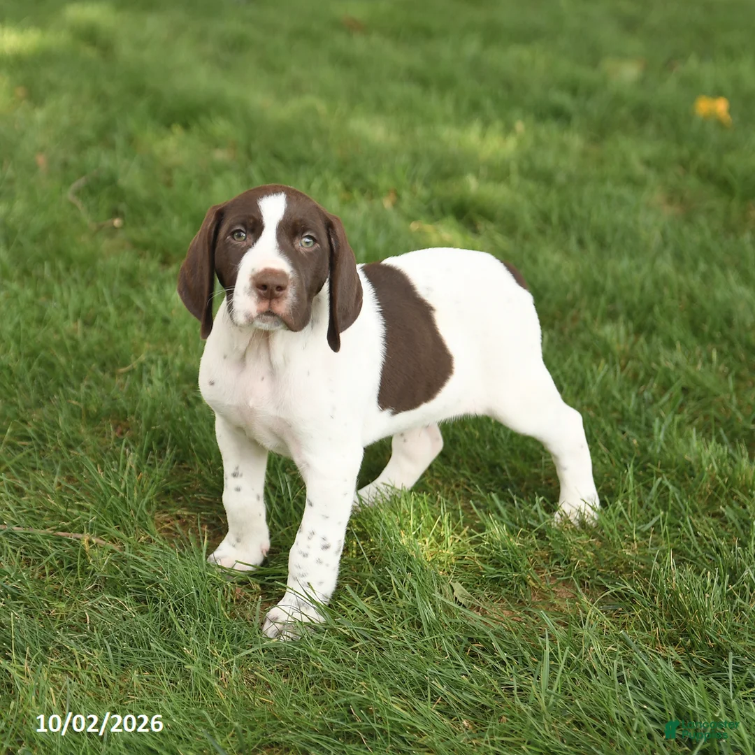 German Shorthaired Pointer dogs for sale: Sawyer - Ad 3