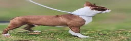 Boston Terrier dogs for sale: Taurus (male 1) - Ad 23
