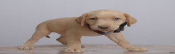 Labrador Retriever dogs for sale: Labrador Retriever Puppy 5 - Ad 34