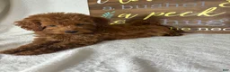 Mini Goldendoodle dogs for sale: Gabby - Ad 3