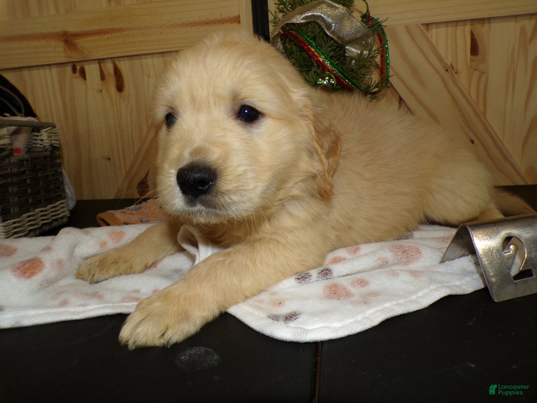 Golden Retriever dogs for sale: Golden Retriever Puppy 2 Jackson - Ad 2