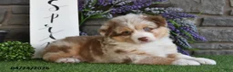 Australian Shepherd dogs for sale: Hunter - Ad 4