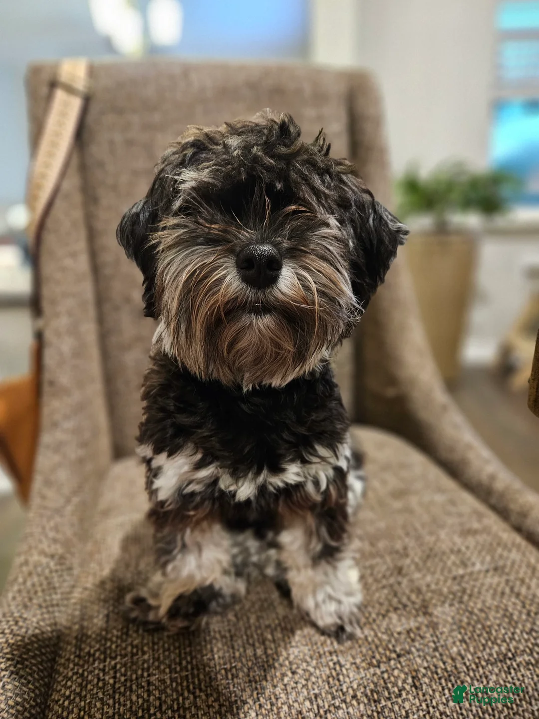 Gallery Image {{count}}