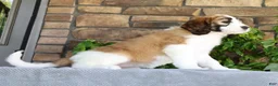 Saint Berdoodles dogs for sale: Amber - Ad 3
