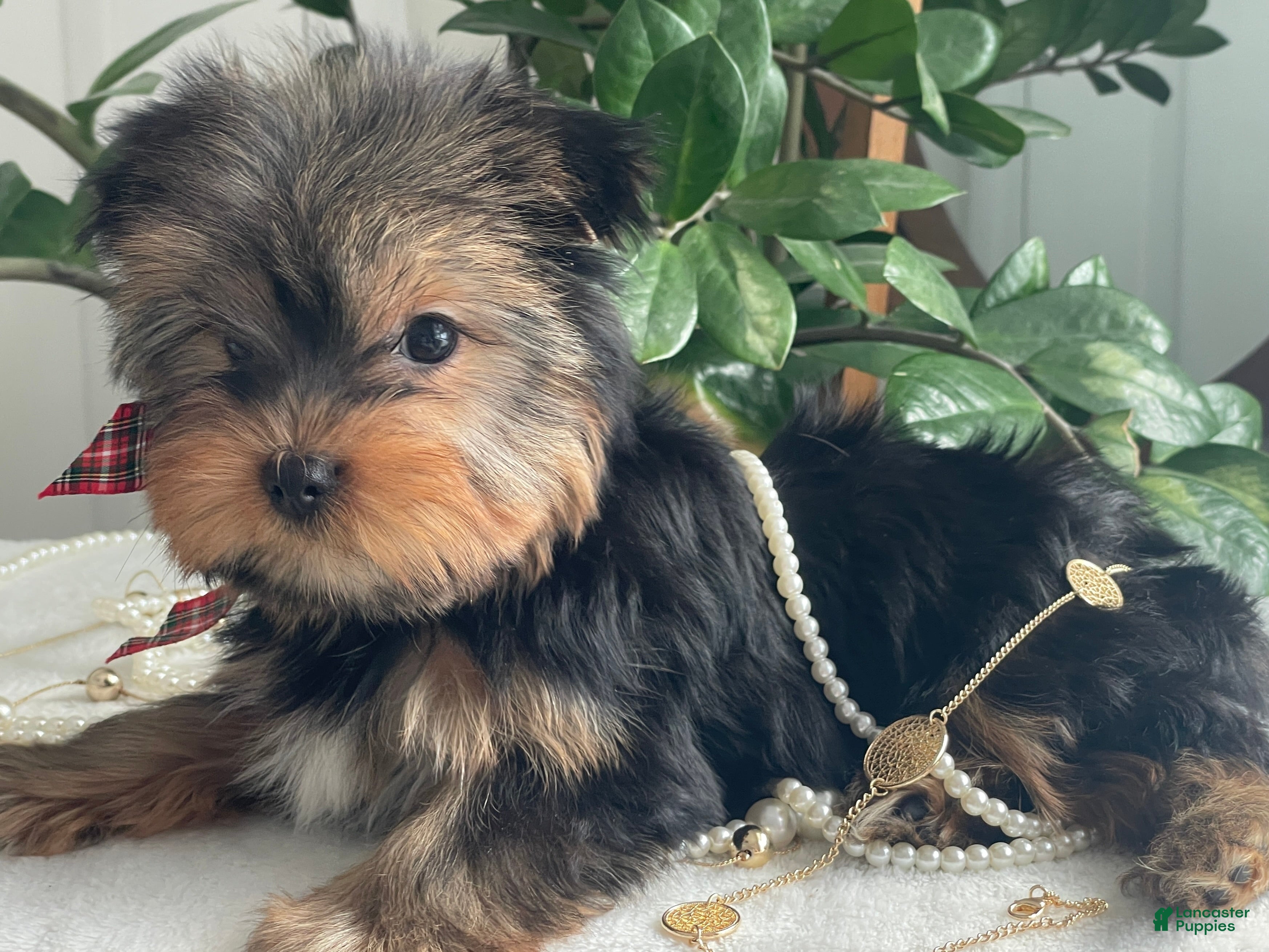 Yorkshire Terrier dogs Tiny Finn - Ad 1