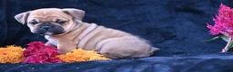 Mixed Breed dogs for sale: Princess - Ad 5