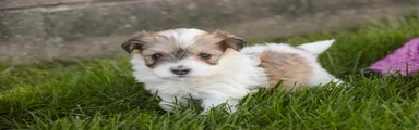 Ina Havanese Puppy 
