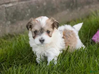 Havanese dogs for sale: Ina Havanese Puppy - Ad 1