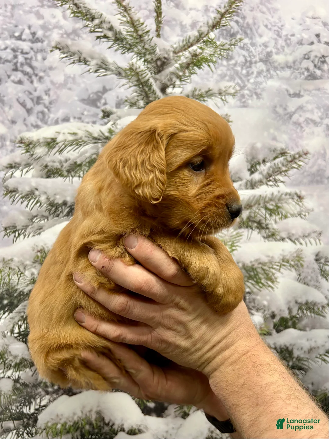 Golden Retriever dogs for sale: Daisy  - Ad 5