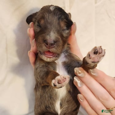 Mini Aussiedoodle dogs for sale: Diesel_Male Blue Merle with Red points and  White Accents - Ad 2