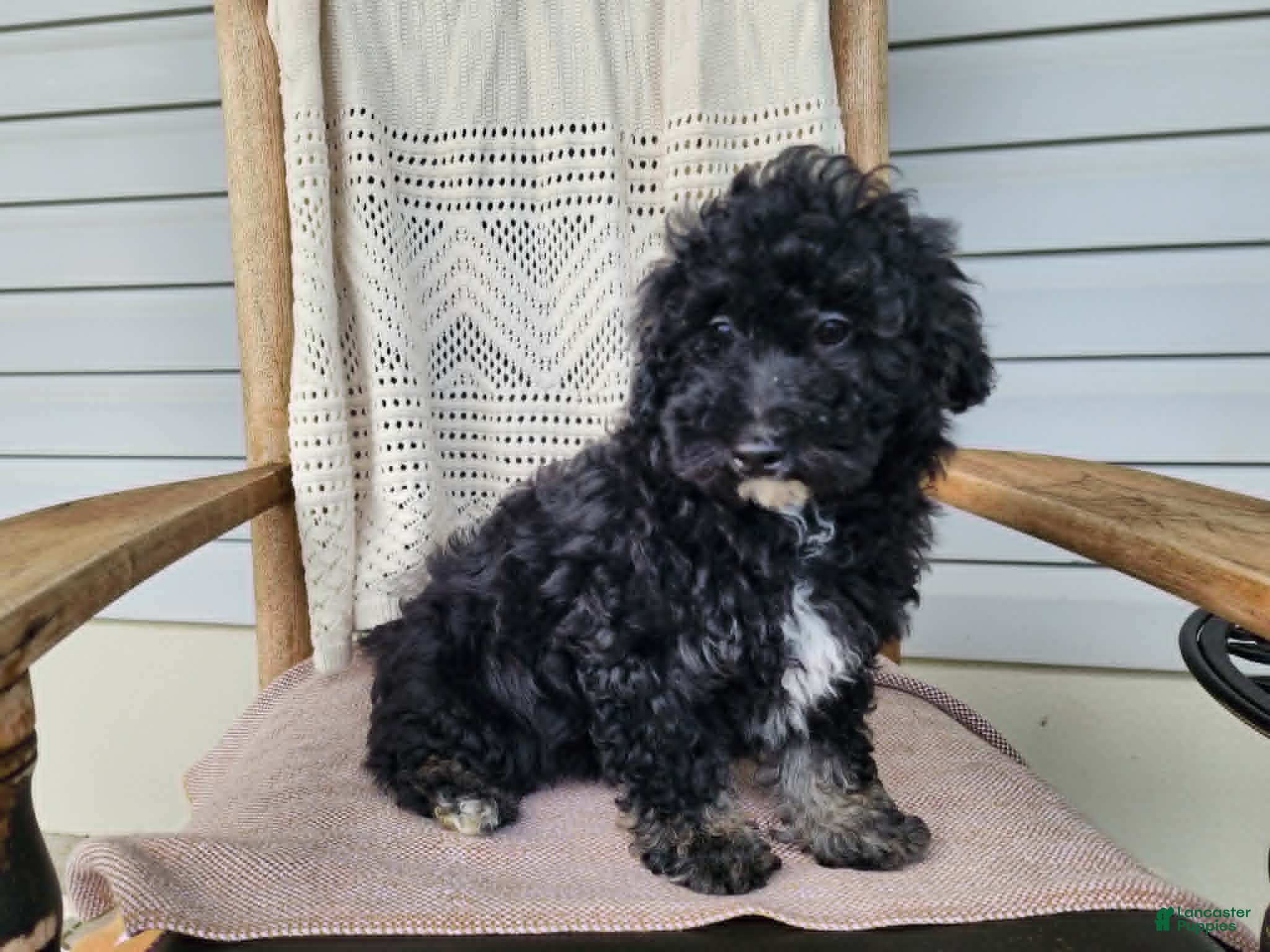 Mini Bernedoodle dogs Mia - Ad 14