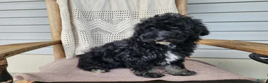 Mia