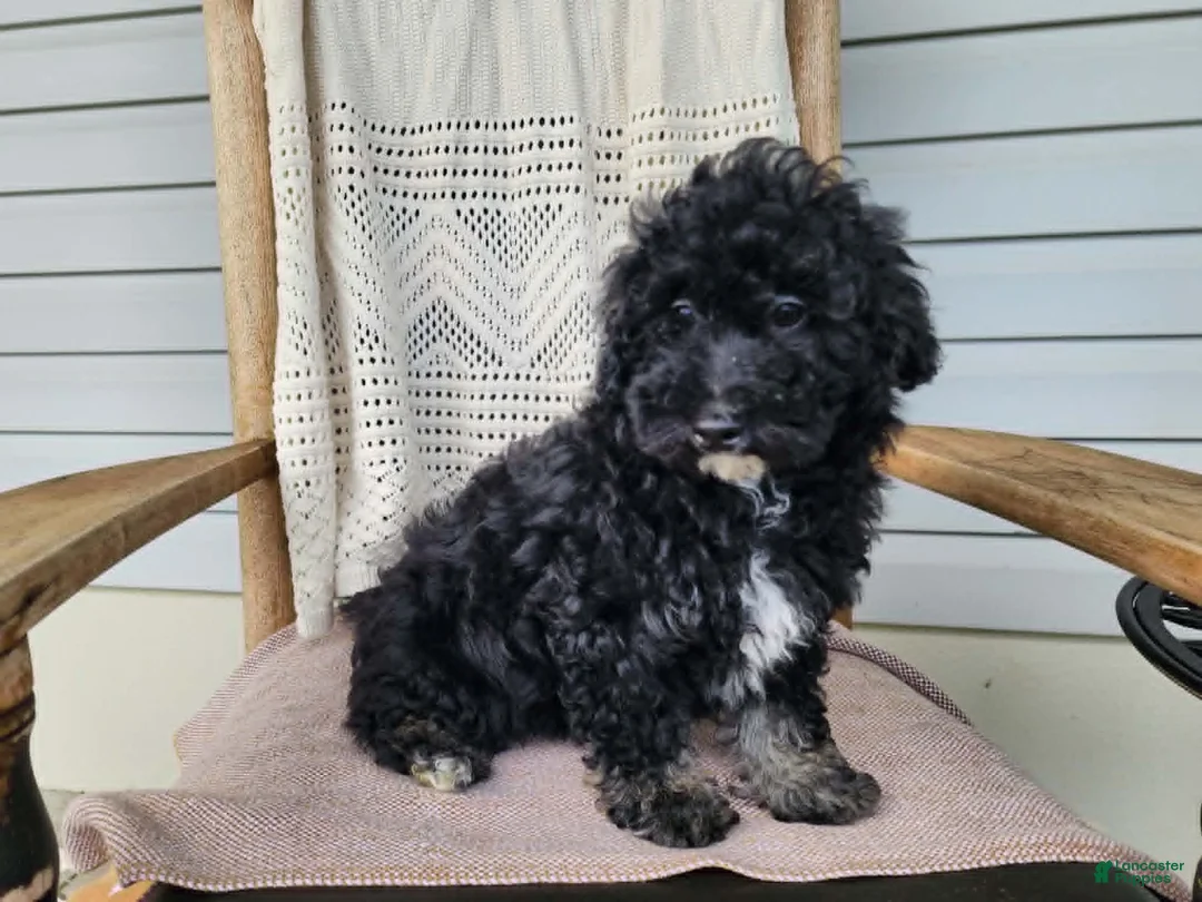Mini Bernedoodle dogs for sale: Mia - Ad 1