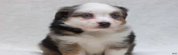 Miniature Australian Shepherd dogs for sale: Becky - Ad 4