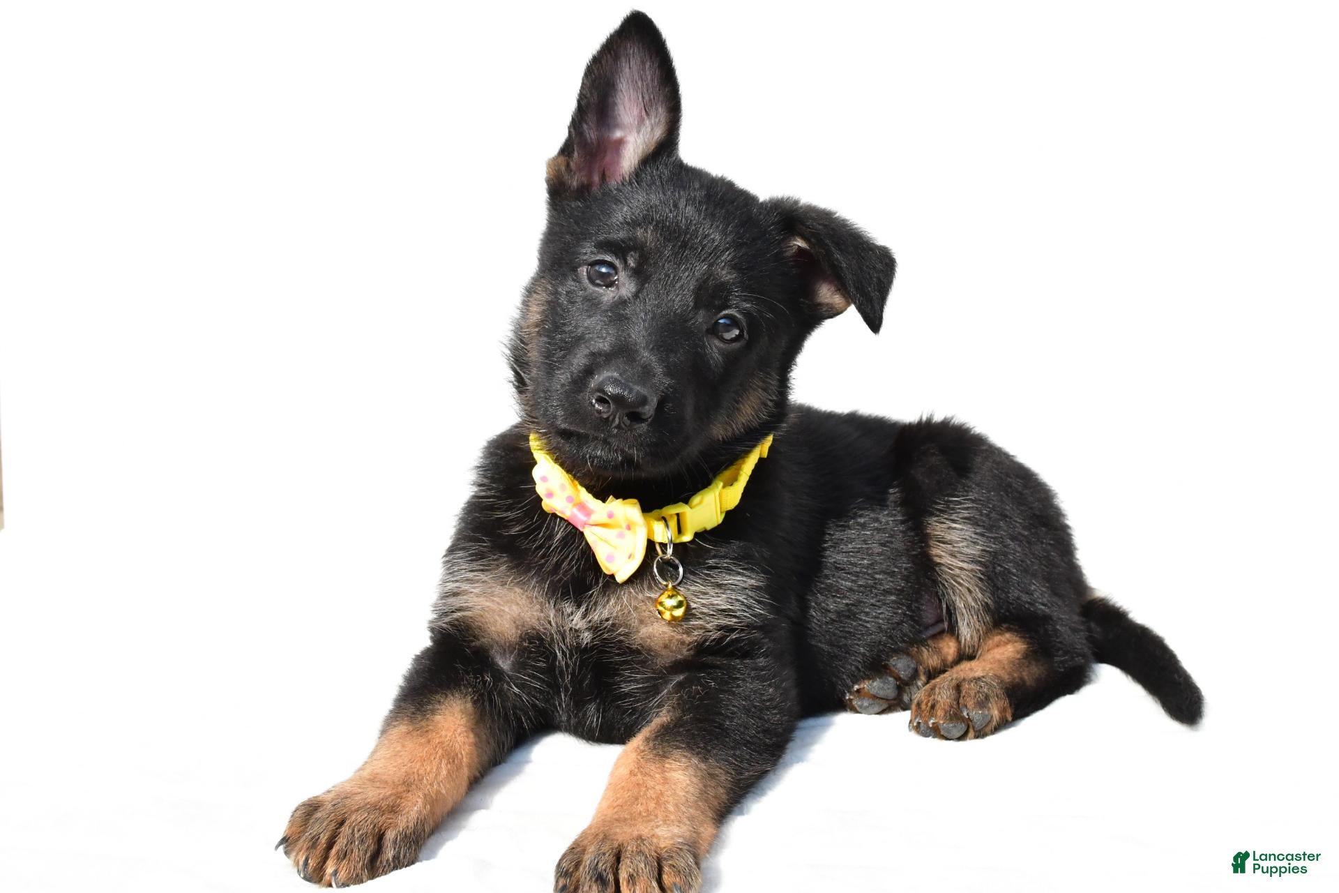 German Shepherd dogs Luke - Ad 2