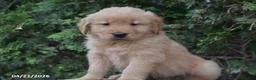 Golden Retriever dogs for sale: Nate - Ad 4