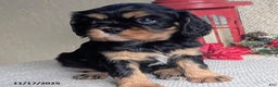 Cavalier King Charles Spaniel dogs for sale: Betty   - Ad 7