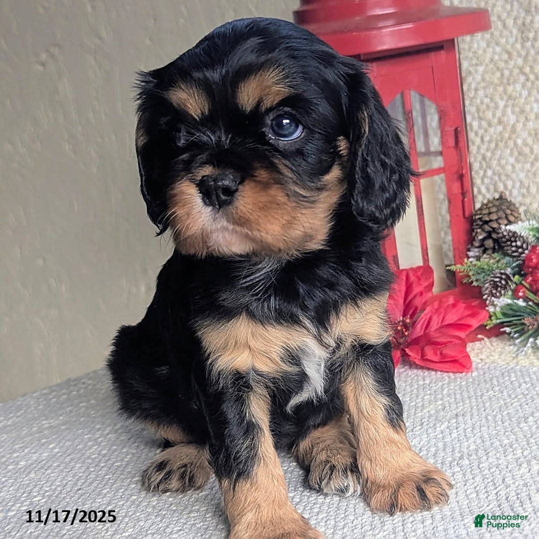 Cavalier King Charles Spaniel dogs for sale: Betty   - Ad 7