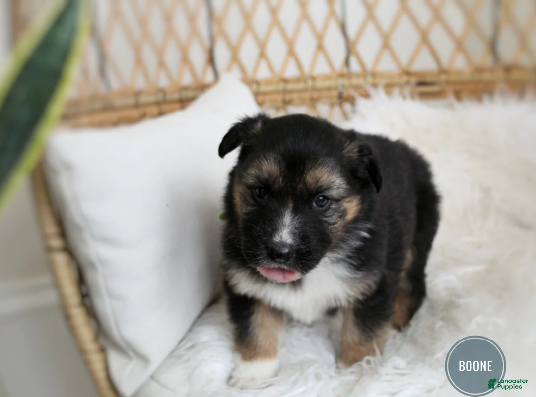 Mixed Breed dogs for sale: Boone  - Ad 6