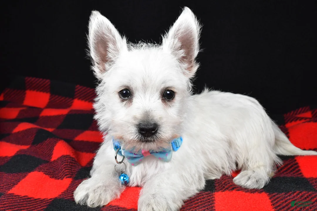 West Highland Terrier dogs for sale: Timmy - Ad 1