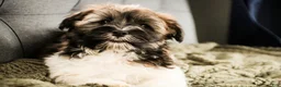 Havanese dogs for sale: Biscotti - Ad 4