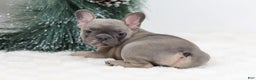 French Bulldog dogs for sale: Fern - Ad 7