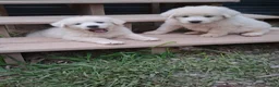 Great Pyrenees dogs for sale: Great Pyrenees 1 - Ad 4