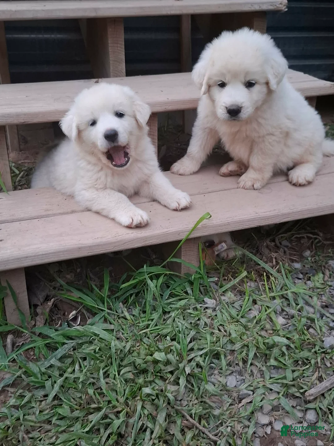Great Pyrenees dogs for sale: Great Pyrenees 1 - Ad 4