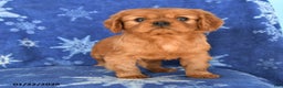 Cavalier King Charles Spaniel dogs for sale: Naomi - Ad 4