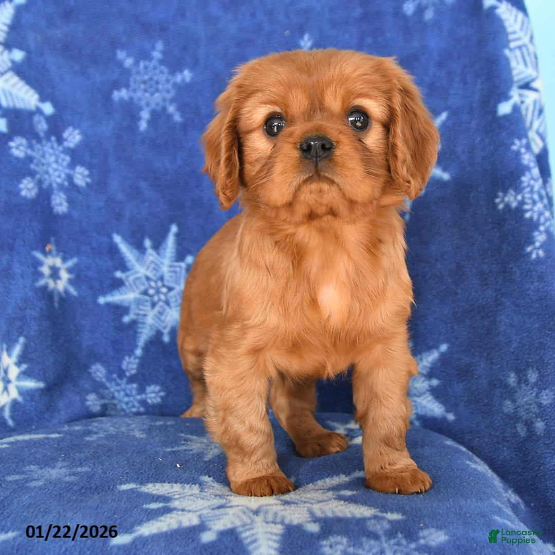 Cavalier King Charles Spaniel dogs for sale: Naomi - Ad 4