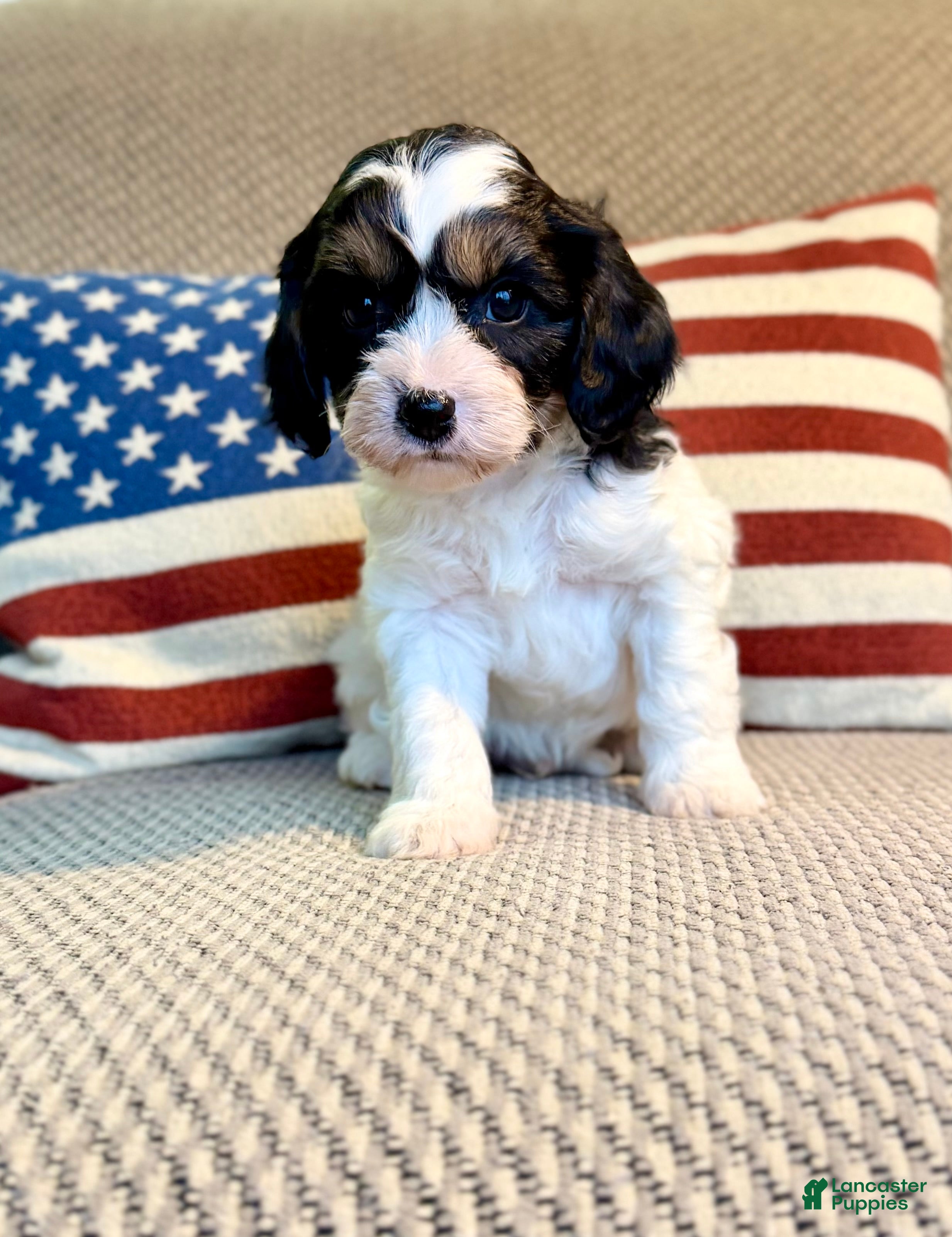 Cavapoo dogs Frosty - Ad 20