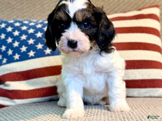 Cavapoo dogs Frosty - Ad 18