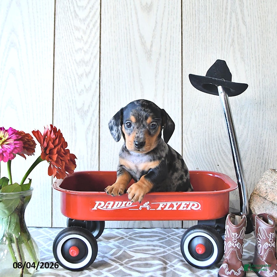 Miniature Dachshund dogs Todd - Ad 1