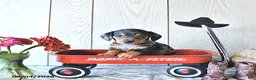 Miniature Dachshund dogs for sale: Todd - Ad 1