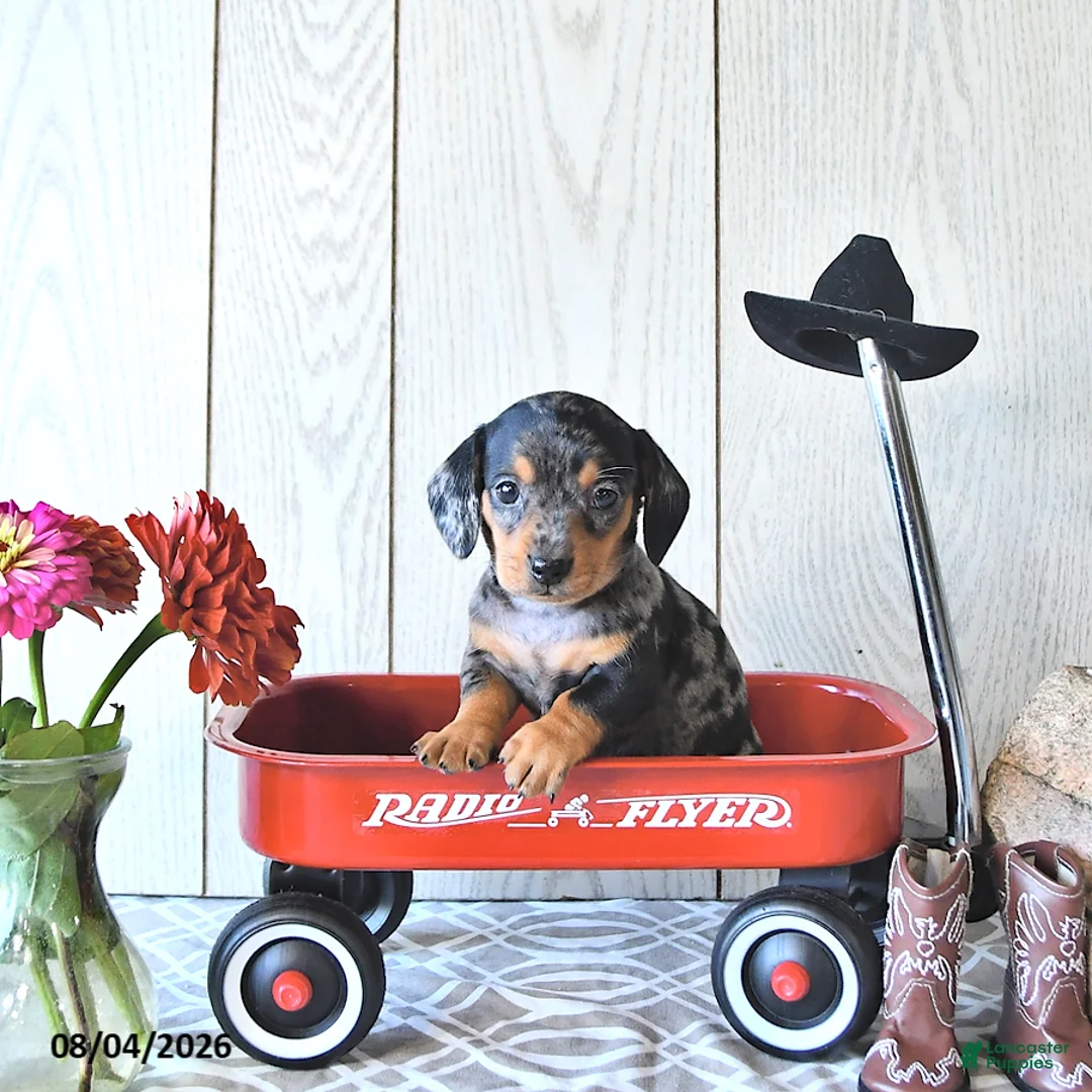 Miniature Dachshund dogs for sale: Todd - Ad 1