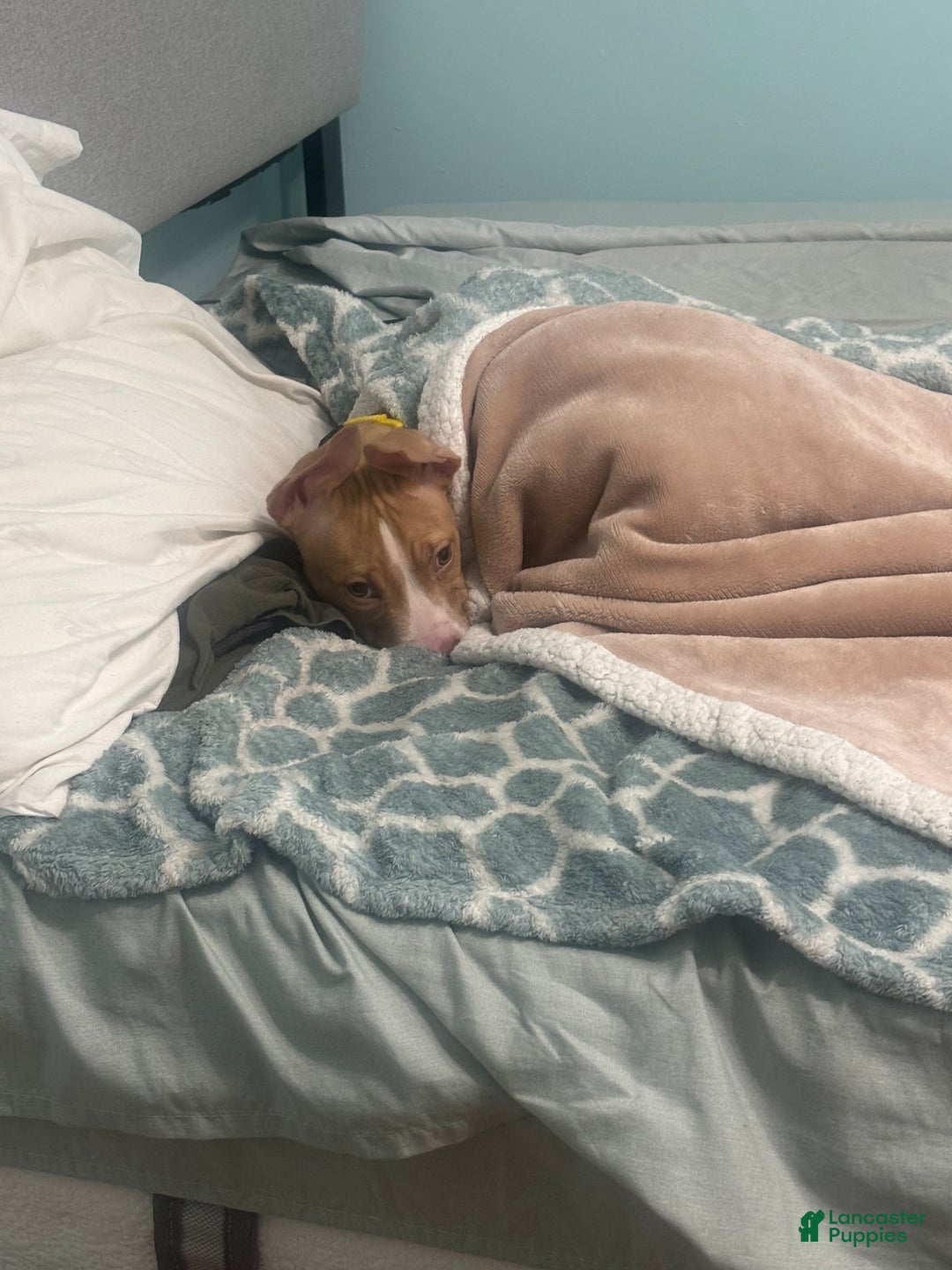 American Pit Bull Terrier dogs for sale: American Pit Bull Terrier Puppy 1 - Ad 6