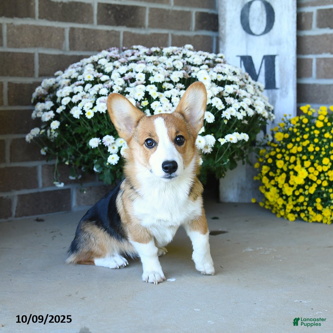 Welsh Corgi Pembroke dogs for sale: Kathy - Ad 3