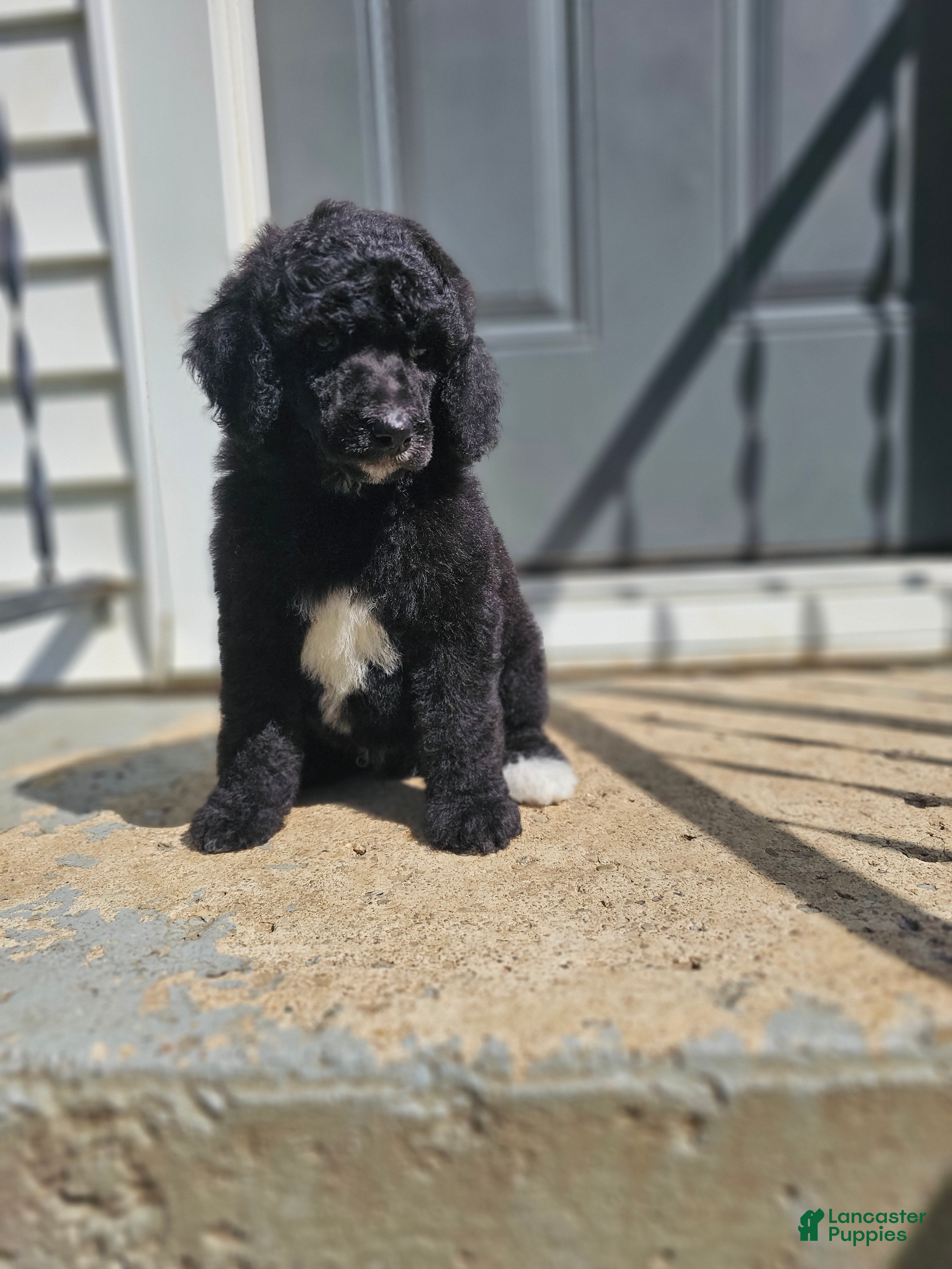 Standard Poodle dogs Darth Vader - Ad 12