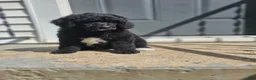 Standard Poodle dogs for sale: Darth Vader - Ad 1